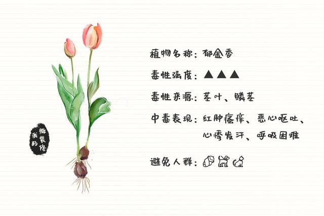 绿萝有毒长寿花有毒吗,绿萝有毒吗什么花有毒