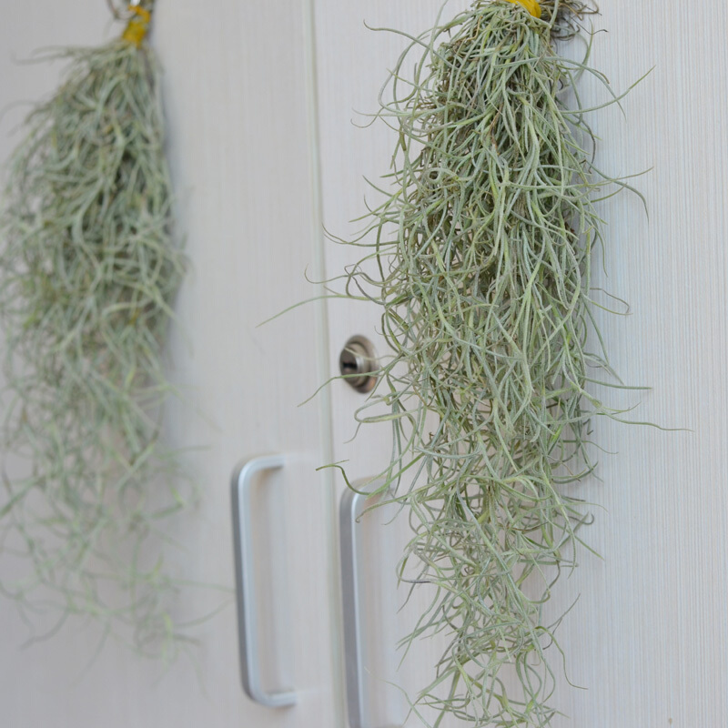 18种寓意好的花,18种花图片大全