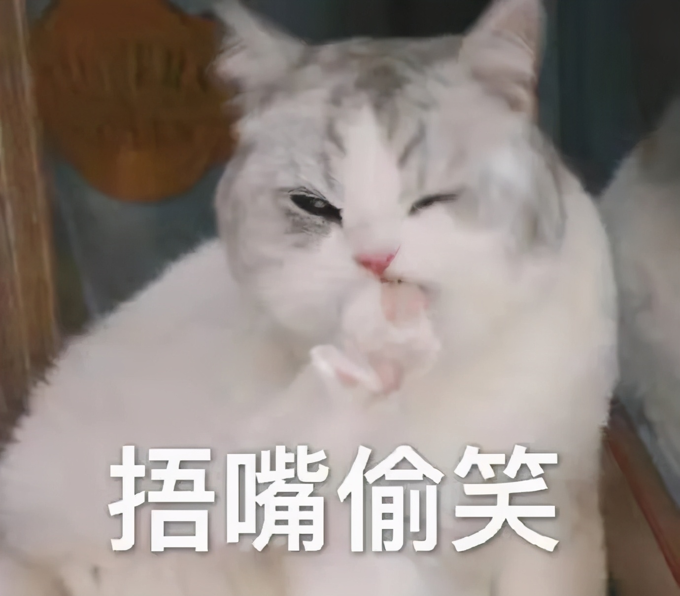 哪些养猫行为让猫痛苦,哪些养猫行为其实让猫承受痛苦