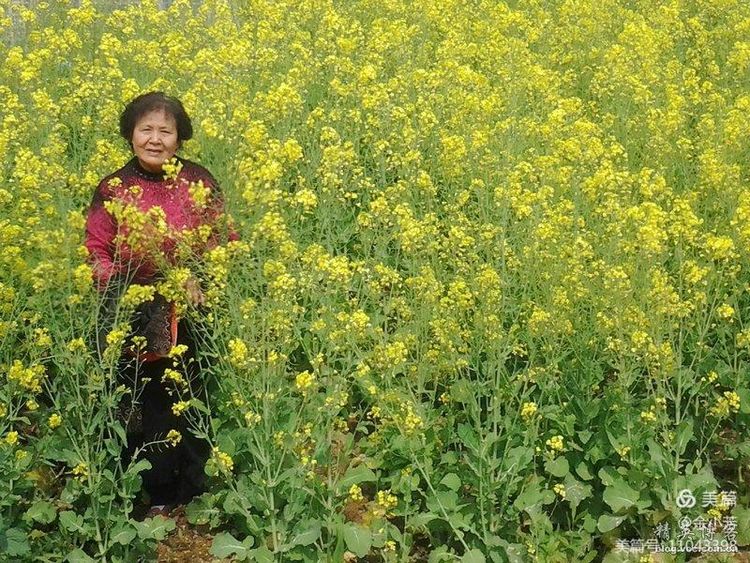梦中的油菜花田,梦中的油菜花完整版