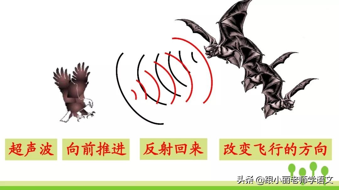 语文思维导图四年级上蝙蝠和雷达,人教版四年级上册蝙蝠和雷达朗读