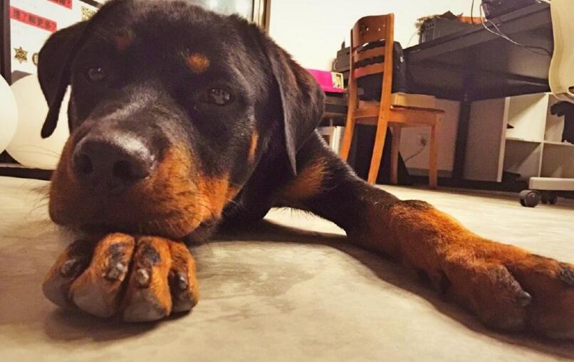 陕西罗威纳犬优点缺点,罗威纳的优点与缺点