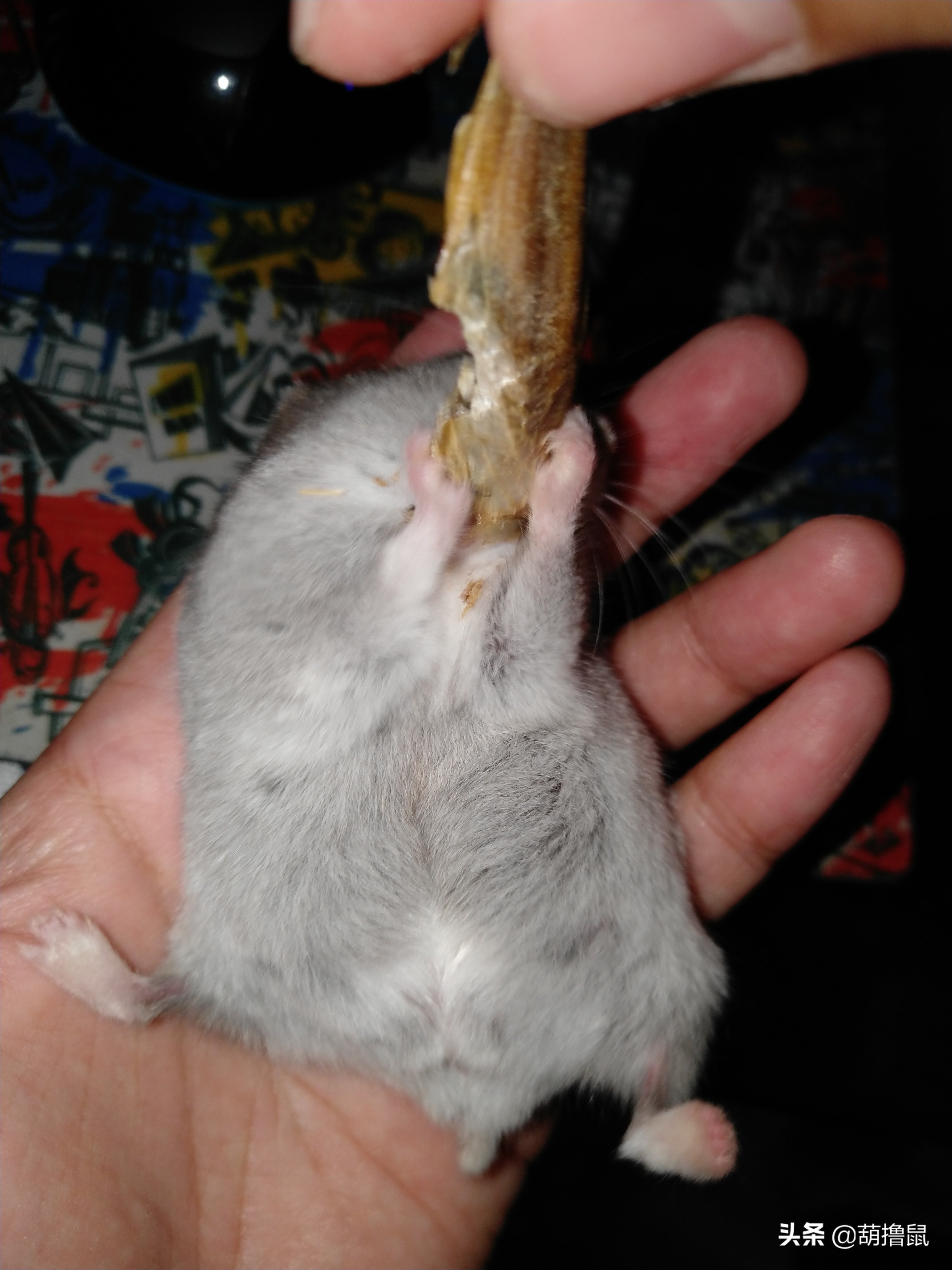 仓鼠怀孕注意事项和禁忌,仓鼠怀孕后一定要分开养吗