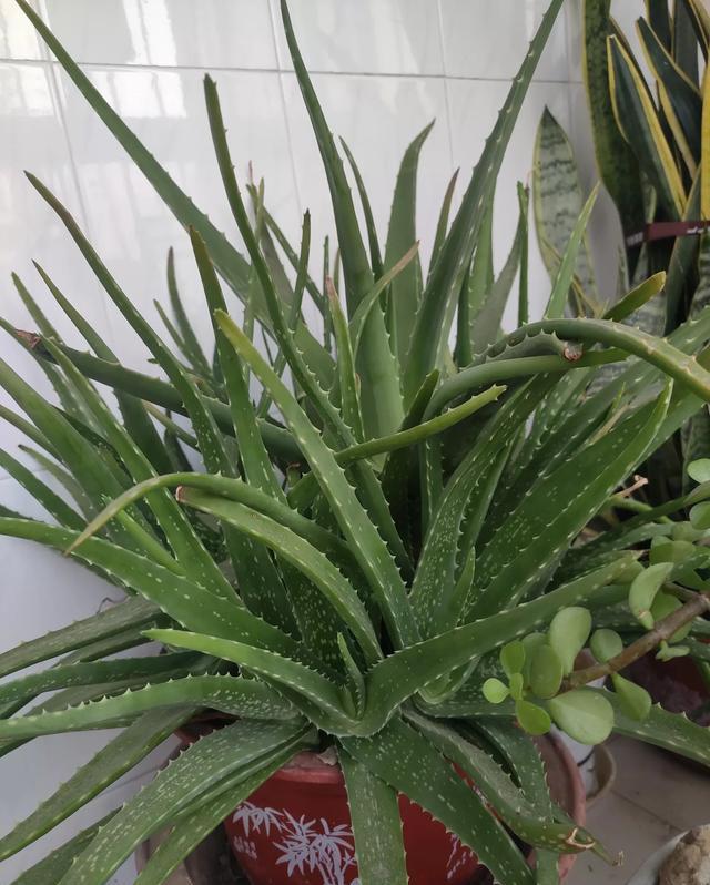 芦荟不长个不长叶怎么办,芦荟不长仔是怎么回事