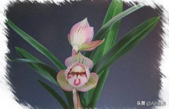 春兰姜氏荷兰名品欣赏,姜氏荷兰花春兰