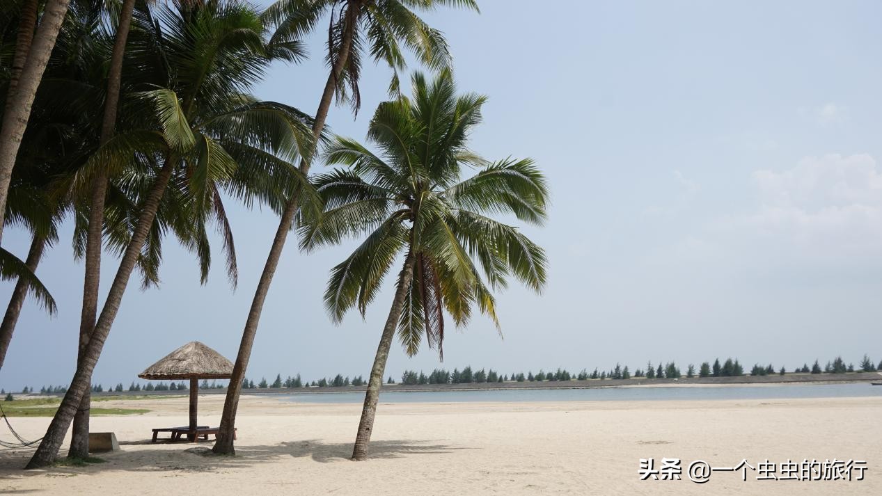 海口东郊椰林,东郊椰林的椰风摇曳