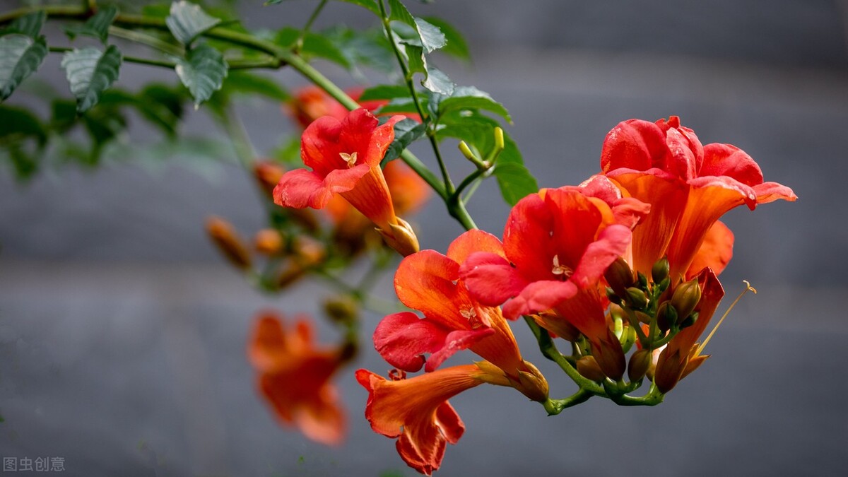 这8种花草决不能放家里,房顶植物花草种植方法