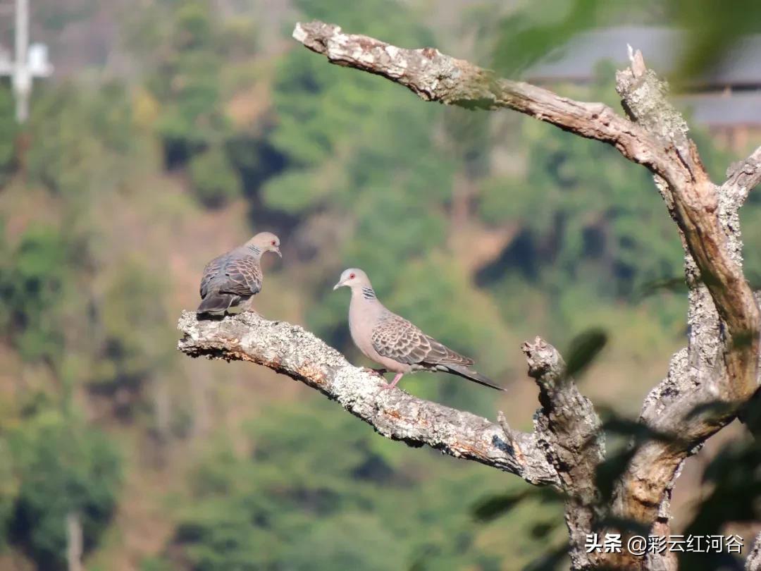 中国云南哪里好看,云南的云彩为什么好看