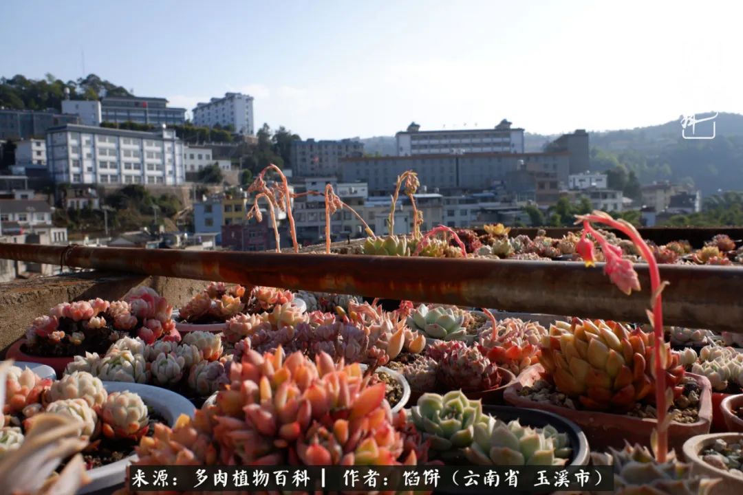 多肉对比图片,多肉对比高清图