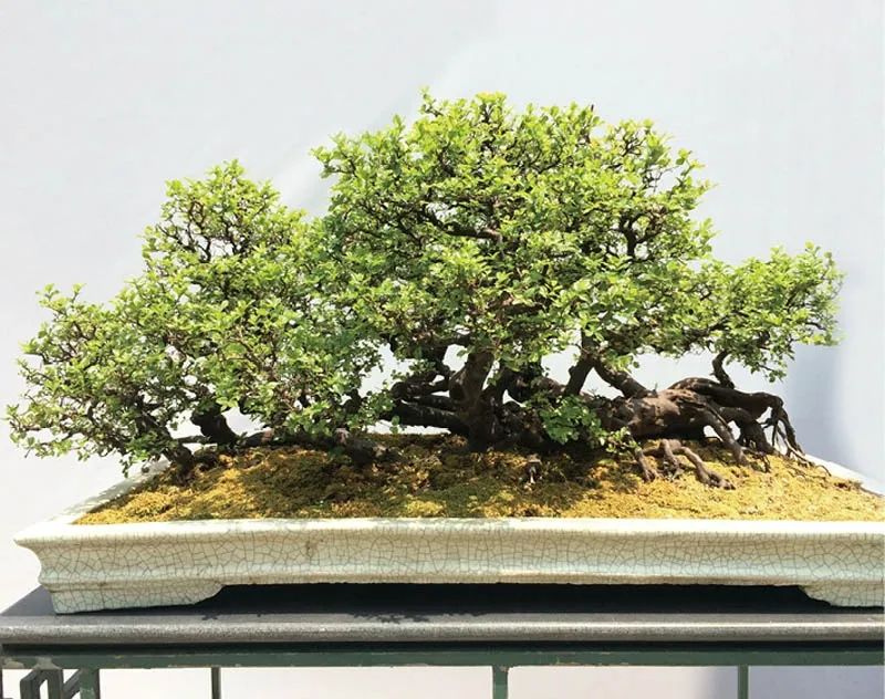 盆景素材十大排名 (什么盆景素材最好)