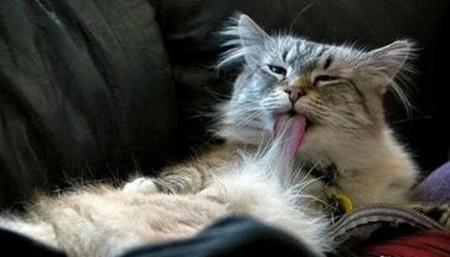 幼猫频繁舔毛是什么原因,家猫经常咬主人该不该弃养