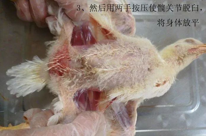 家禽常见疾病及检测方法书籍,家禽疾病如何检测