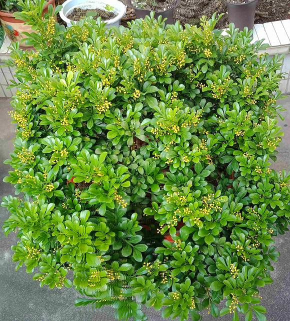 米兰花夏天怎么养护枝繁叶茂,米兰花秋冬季养护注意事项