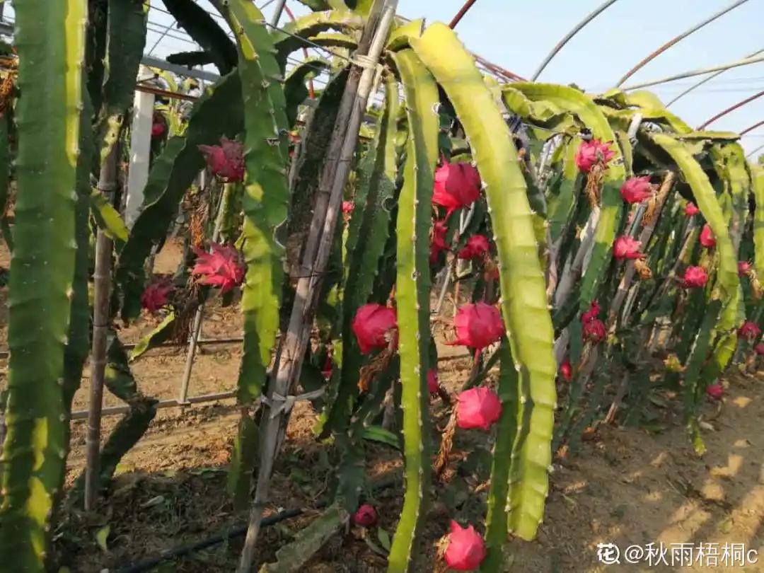 一根枝插土里就能成活的果树,大树枝直接插土里能活吗