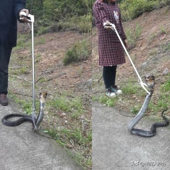 野外生存的知识有哪些,农村常见的蛇类你都认识吗