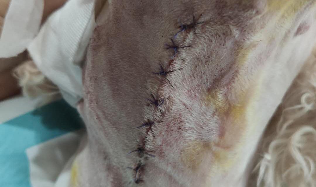 如果狗身上有虱子应该怎么办,如果狗狗身上有虫子怎么办