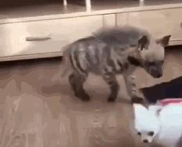 男子花50元买的土狗,800买一只土狗长大后发现错得离谱