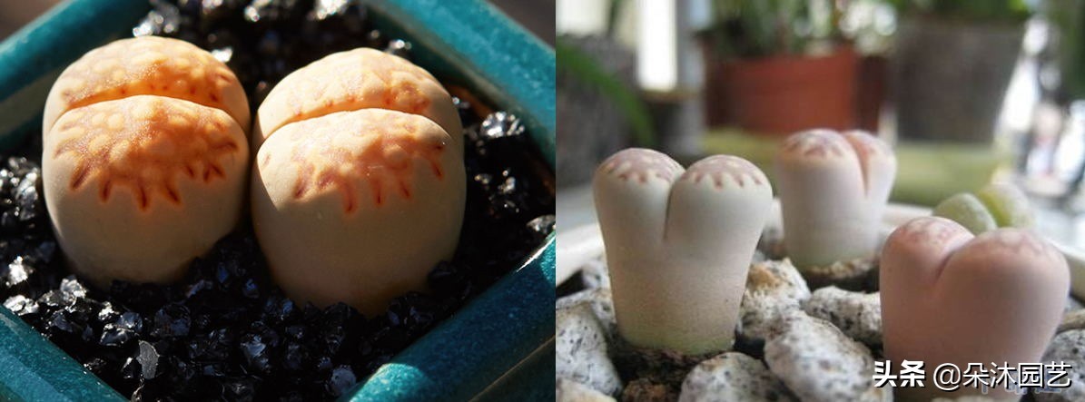 春天多肉徒长,春天多肉这样养爆盆不要太简单