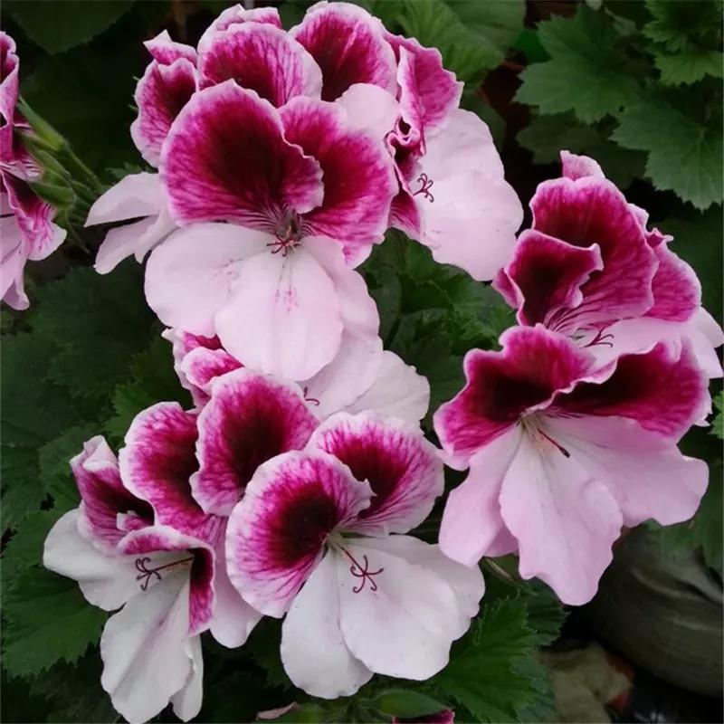 10种天竺葵,天竺葵100种图片大全