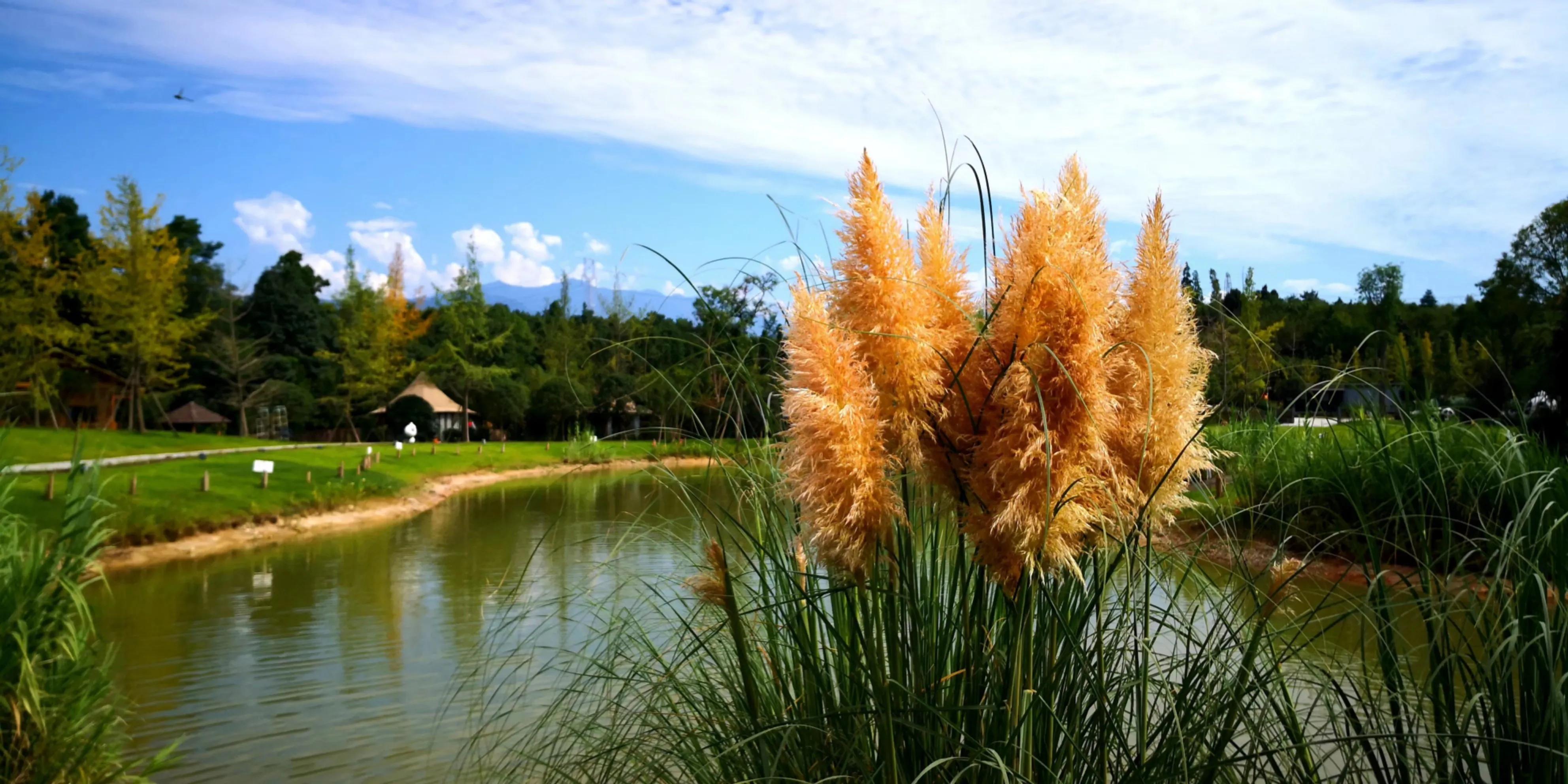 秋天的怀念作者,秋天的怀念