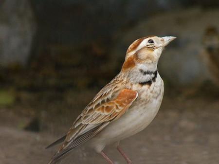 百灵鸟一般什么时候会飞,百灵鸟出壳1天喂什么