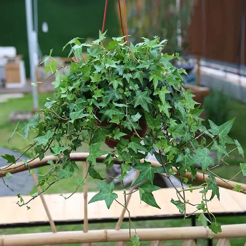 净化空气吸甲醛最好的植物大盆栽,净化空气除甲醛室内最佳植物排名
