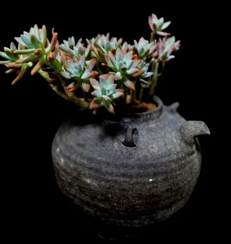 一盆仙人掌和一盆月季的故事,一个多肉的故事