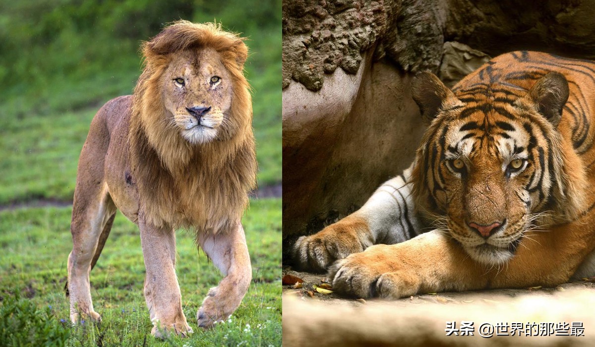 体型最小的老虎亚种能打赢狮子吗,如今有几种老虎可大战雄狮得胜