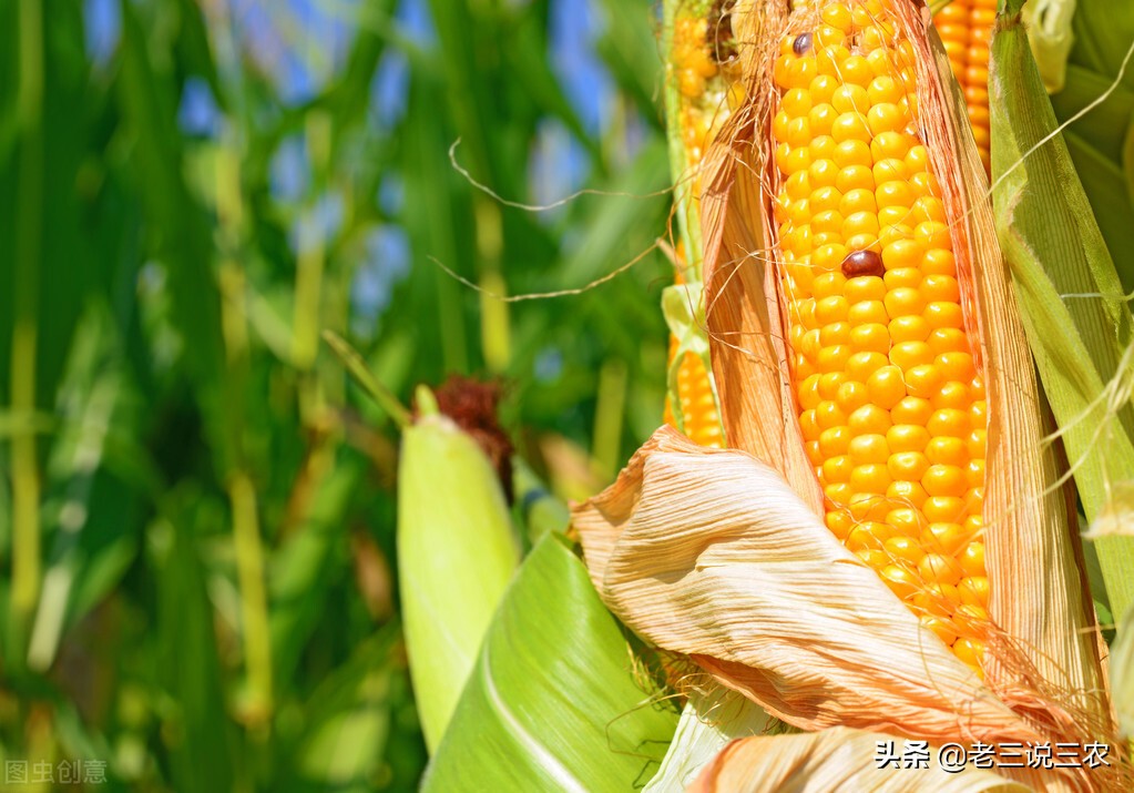 麸皮受潮生虫怎么治疗,麸皮生虫怎么办
