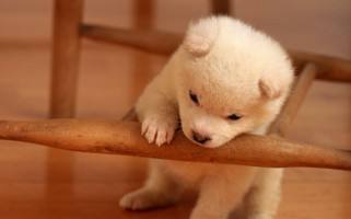 狗狗老是咔咔是怎么了,狗狗老是啃主人的手要制止吗