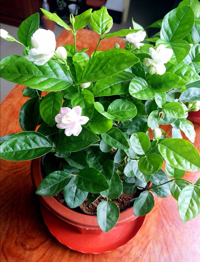 绝句的56种写法,七言绝句56个技巧