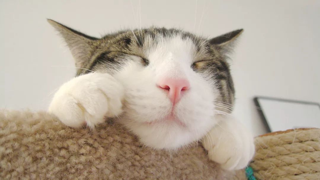 猫咪被跳蚤咬了还有救吗,猫咪身上被跳蚤咬了能体外驱虫吗