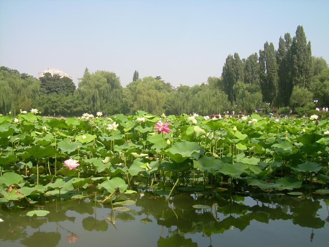 北京赏荷,了解十大赏荷胜地