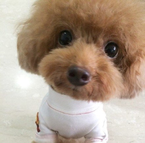 泰迪犬好养吗会不会咬人,泰迪犬好