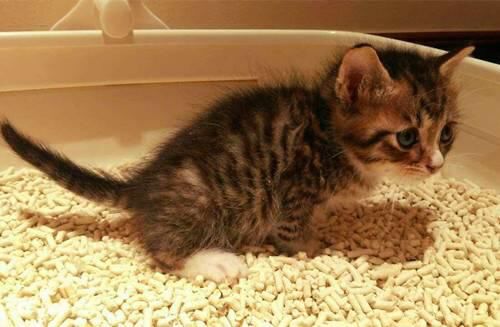 猫咪拉肚子是什么原因引起的呢,两个月的猫咪呕吐拉肚子什么原因