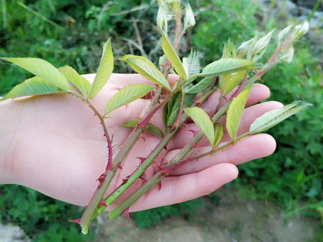 这树满身是刺，剥了皮却能当甘蔗吃，资深农民才吃过，遇到别错过