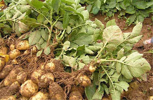 马铃薯怎样种植能高产,马铃薯种植技术小视频