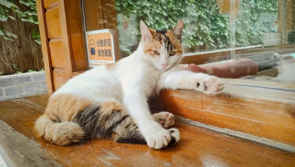 米麒麟：我掉缸怎么了？