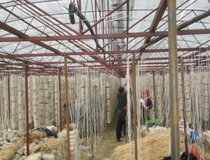 【原创】黑木耳代料栽培技术