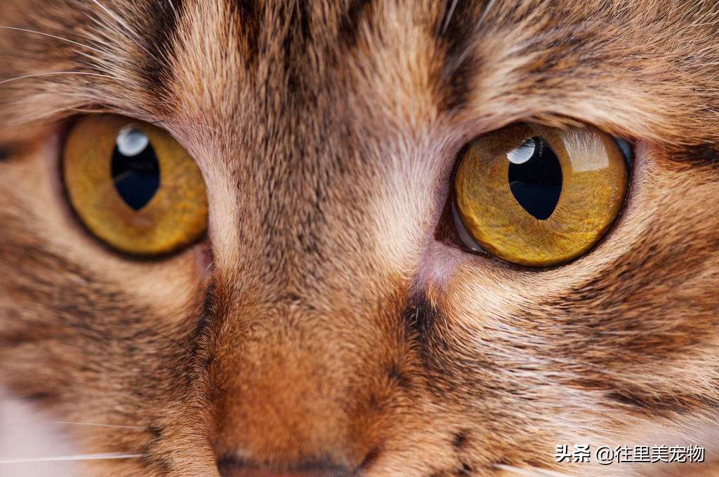 猫咪的眼睛像蛇一样,猫咪一只眼睛亮一只眼睛雾蒙蒙的