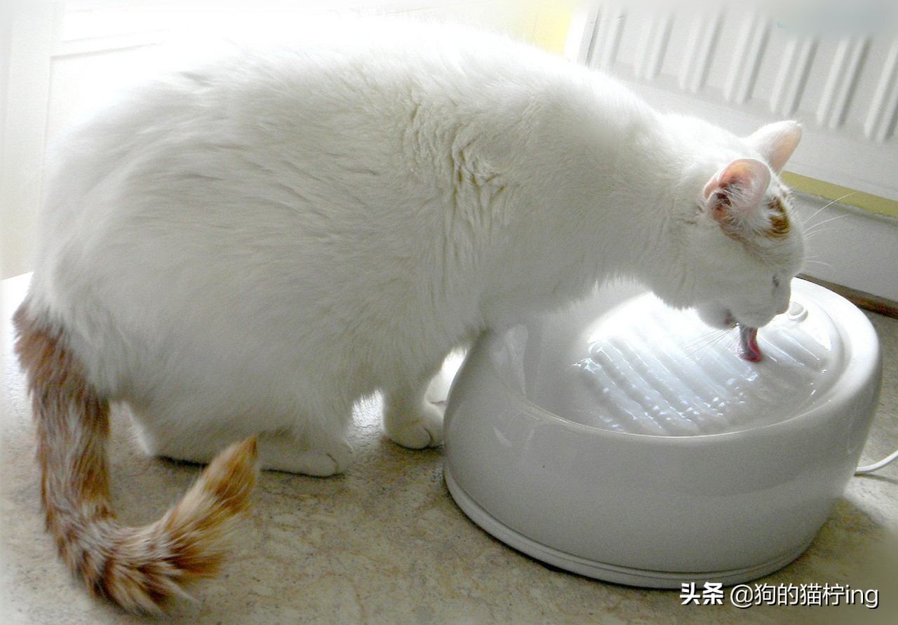猫咪低温会脱水么,小奶猫咪脱水补水的最佳方法