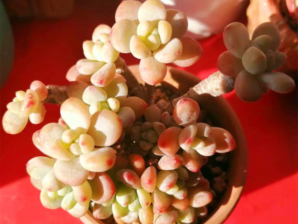 多肉叶片化水是什么原因造成的,多肉淋雨叶片化水怎么办