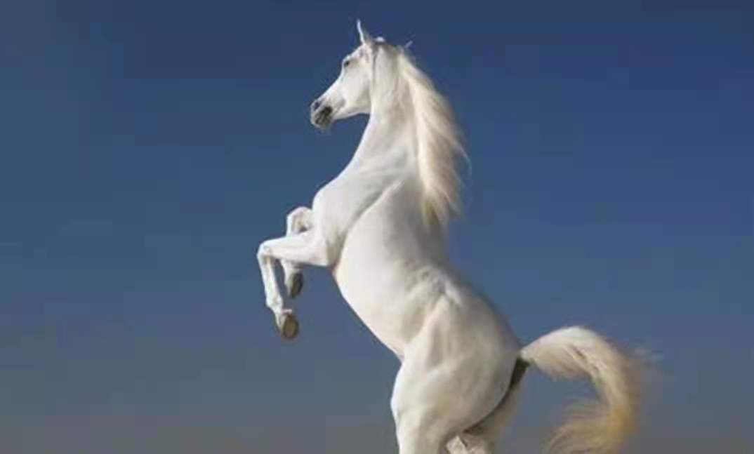 白龙马从马棚走出来的故事,西游记白龙马的悲惨晚年