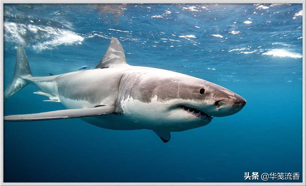大白鲨与救命恩人,一条成年大白鲨