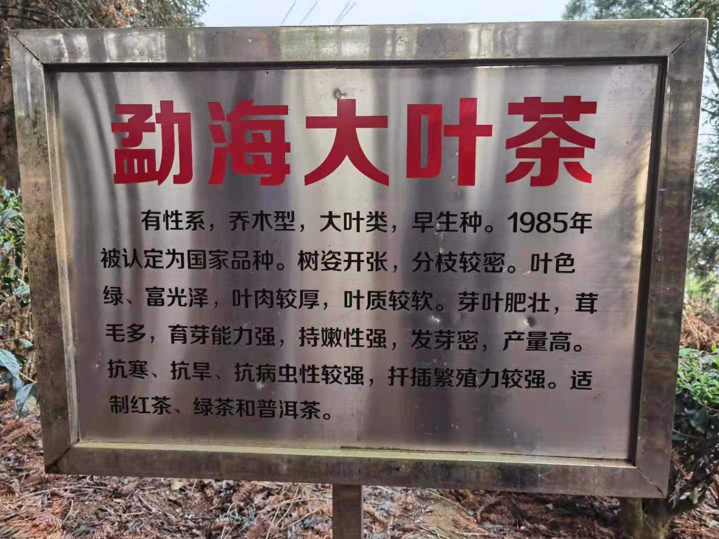 普洱茶入门怎么选茶,如何挑选普洱茶口粮茶