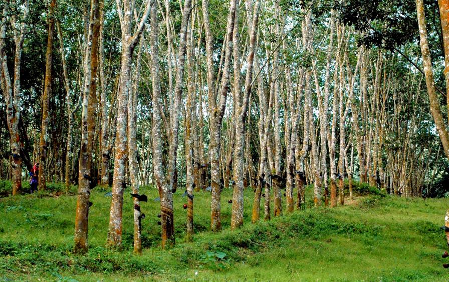 西双版纳热带雨林就是原始森林吗,西双版纳离城区近的原始沟谷雨林