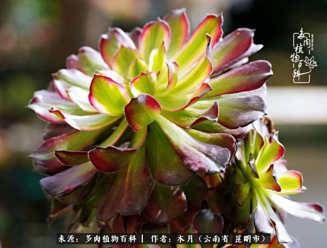 浅冬多肉，终有美好在等候