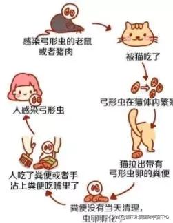 怀孕后可以养宠物吗,怀孕后可以养鹦鹉吗