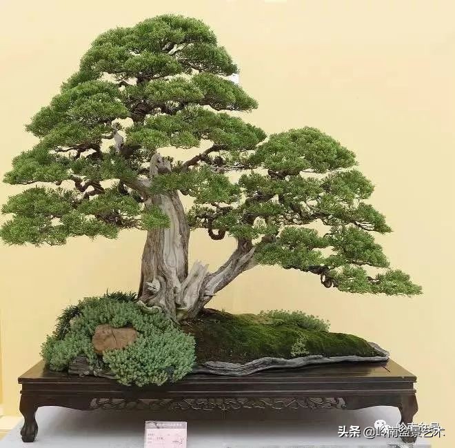 双干树,双干型果树