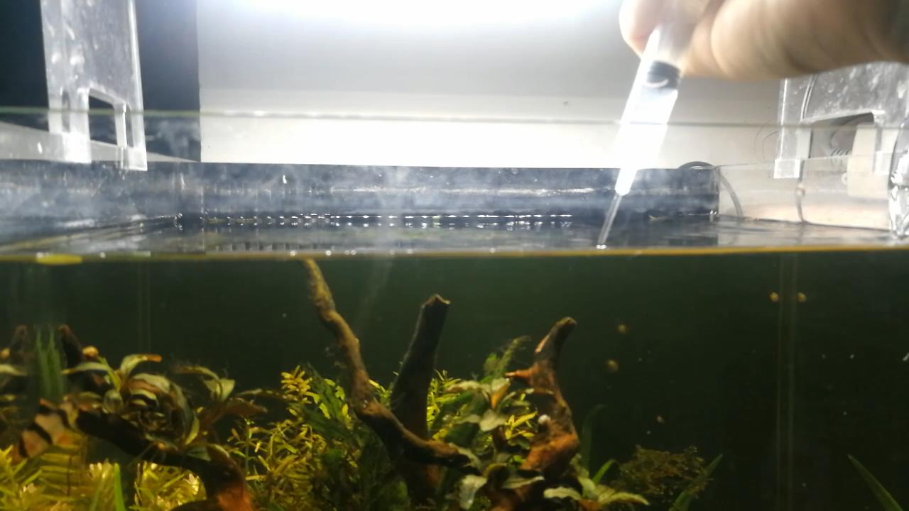 戊二醛鱼缸除藻可以每天加吗,怎样用戊二醛去除鱼缸中的绿藻